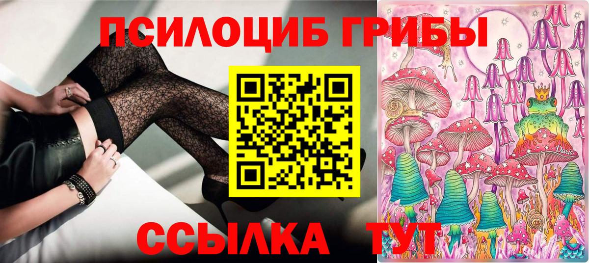 Псилоцибиновые грибы Psilocybe Киселёвск